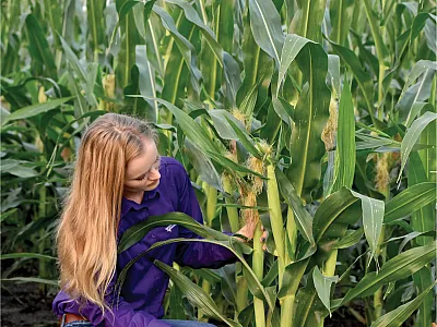 Rachel Veenstra, a Ph.D. student at Kansas State University, assesses tiller growth and ear development for a corn plant in the project’s lowest density (25,000 plants ha–1). Photo by Jessica Veenstra.