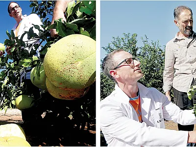 Researchers scrutinizing fruits of pummelo (left) and mandarin (right), two extant species derived from parental, ancestral wild species that through successive hybridization and introgression gave rise to all palatable current citrus. Photos by Ángel García.