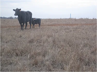 Cow and calf grazing at the Marena, OK In Situ Sensor Testbed (MOISST), located at the Oklahoma State University Range Research Station near Stillwater, OK. Photo courtesy of Tyson Ochsner.