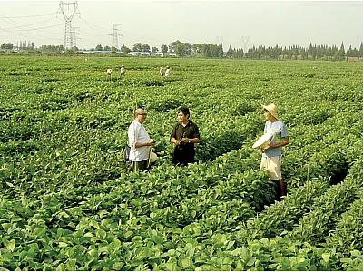 The germplasm nursery at the Jianpu Experimental Station of Nanjing Agricultural University, Nanjing, China. Photo by J.X. Qiu.