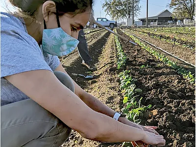 University of California–Davis research associate Samantha Hilborn and Ph.D. student Oon-ha Shin make selections for broad genetic resistant to downy mildew in spinach. Photo by Allison Krill-Brown.