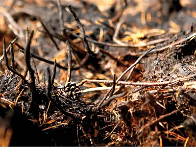 There are strong and growing lines of evidence that soil moisture information can help us better understand and predict wildfire danger. Photo courtesy of Adobe Stock/hataлья саксонова.
