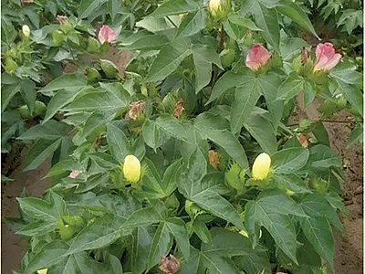 2019 Pima cotton trial at full bloom. Photo by Sarah Holladay.