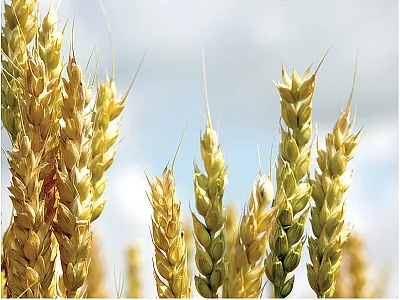 Investigating allelic variation across Canadian bread wheat germplasm can explain why cultivars are genetically differentiated and predict how the current distribution of allelic variation will affect future genetic progress. Photo courtesy of Flickr/Marilylle Soveran.
