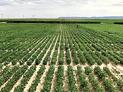 Drought experiments conducted at the Mitchell Ag Lab in Nebraska in 2018. Photo by Eduardo Valentin Cruzado.