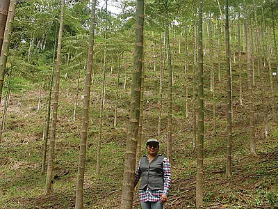 First author Esthela González Sarango stands next to two-year-old Brazilian firetrees at an afforestation experiment in the Ecuadorian Amazonia in 2011. Photo by Carlos Valarezo Manosalvas.