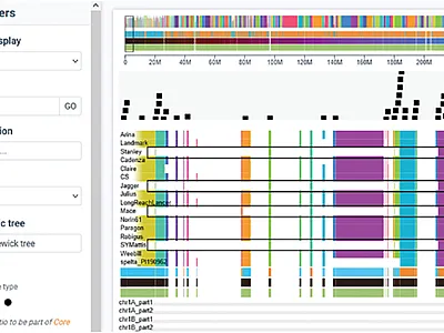 Wheat Panache screenshot showing an Aegilops ventricosa introgression at the beginning of chromosome 2 in cultivars Stanley, Jagger, Mace, and SY Mattis. Image courtesy of Dave Edwards.