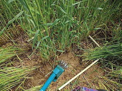 Clipping rye biomass on the day of planting green. Photo by Heidi Reed.