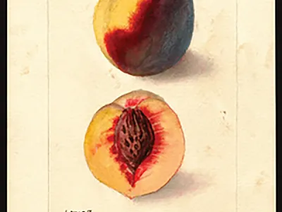 Watercolor of a peach painted for the USDA by Deborah G. Passmore in 1910. USDA, Pomological Watercolor Collection, Rare and Special Collections, National Agricultural Library, Beltsville.