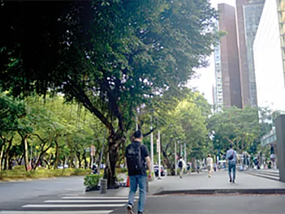 Urban sidewalk trees, like these Taiwanese rain trees (Koelreuteria elegans) in Taipei, remove large quantities of air pollutants that would otherwise directly be inhaled by humans. Photo by Yan Yu (Andy) Hou.