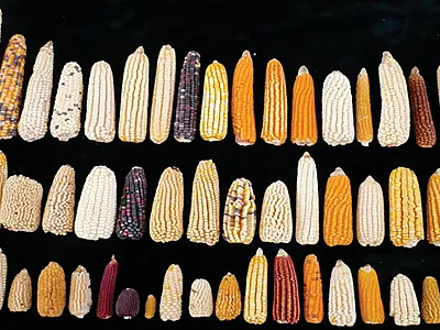 Examples of the range of phenotypic variation in maize germplasm held in the genebank of the International Maize and Wheat Improvement Center (CIMMYT). Photo provided by Dr. Suketoshi Taba, CIMMYT.