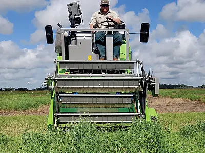 Forage accumulation in this study was assessed by harvesting the entire plot at a 10-cm stubble height, and botanical composition was performed manually to estimate the proportion of alfalfa, bermudagrass, and weed components in each plot. Photo by Esteban Rios.