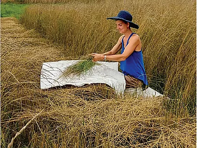 Sandra Wayman, a research support specialist at the Cornell University School of Integrative Plant Sciences and a co-author on the paper, samples biomass of intermediate wheatgrass in the field. Photo by Eugene Law.
