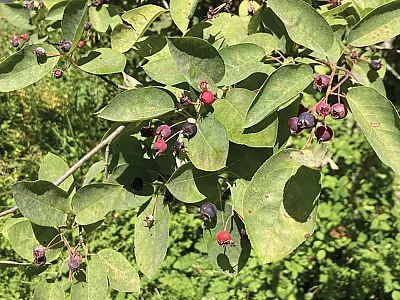 Fruit of the Canadian crop wild relative Saskatoon (Amelanchier alnifolia). Saskatoon is a berry crop of national importance in Canada with a developing international interest. Occurring broadly across Canada, wild populations of Saskatoon contain genetic diversity with potential utility for crop improvement and adaptation. Photo by Jens Ulrich.