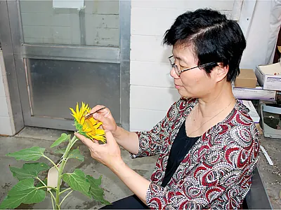 First author Lili Qi removes anthers from sunflower in order to pollinate desired pollens in the greenhouse. Photo courtesy of Lili Qi.