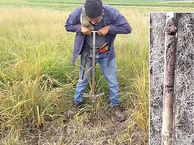 Miguel Salceda collects a soil sample using a push probe from watersheds at the Greenley Jr. Research Center of the University of Missouri. Inset: Soil sample from the 0- to 10- (top) and 10- to 20- (bottom) cm depth. Photos courtesy of Miguel Salceda.