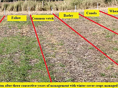 Italian ryegrass population found after three consecutive years in a field managed with winter cover crops under a no-tillage system. This picture was taken after soybean harvest and demonstrates the effects of suppression. Photo by Joanei Cechin.