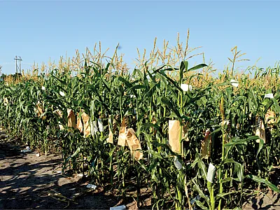 Maize breeding and genetics nursery at the Iowa State University Ag Engineering and Agronomy Research Farm. Photo by Qi Mu.