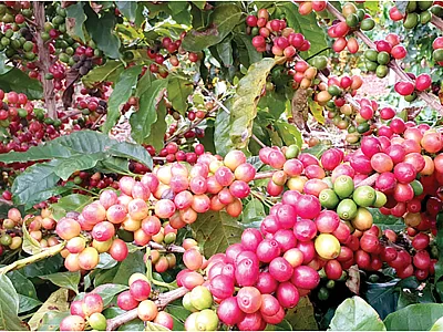 This Arabica coffee cultivar, IPR 98, displays a high coffee yield. Photo by Gustavo Hiroshi Sera.