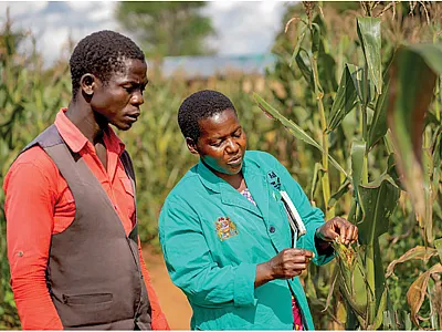 A farmer and extension worker scout for fall armyworm on maize in Malawi. Photo by CABI.