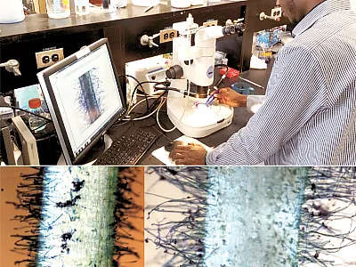 Top: Saba Mohammed measures cowpea root phene from different growth stages, scoring root system architecture phenotypes of field-grown cowpea plants at the Roots Lab at Penn State. Bottom: Contrasting root hair length observed among cowpea genotypes after 14 days of growth on germination papers. On the left, root hairs are short and dense while on the right, root hairs are long and dense. Photos courtesy of Saba Mohammed.
