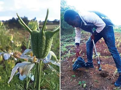 Left: Flower and capsule of the black cumin plant. Photo by Fikadu-Lebeta Wako. Right: First author Fikadu-Lebeta Wako collecting a soil sample from a black cumin field in Ethiopia. Photo by Lulu Kitata Guteta.