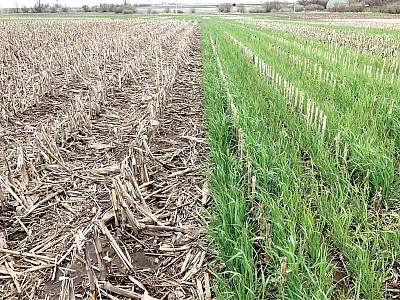 Side-by-side comparison of no-till research plots in central Iowa that were used in the study, with and without a cereal rye cover crop. Photo by Peter O’Brien.