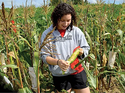 First author Jenna Hershberger harvests an ear of sweet corn for RNA extraction. Photo courtesy of Jenna Hershberger.