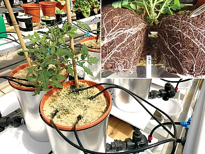 A view of the lysimeters with tomato plants and their split roots from above. Inset: Roots of split-rooted tomato following removal from lysimeters at the experiment’s end. Photos by Alon Ben-Gal.