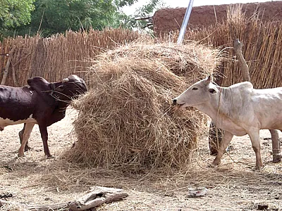 Cattle feeding on bush hay in the Banizoumbou village of southwestern Niger. Photo by Augustine Ayantunde.