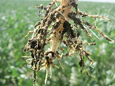 Nodules on faba bean roots with faba bean field in the background. Photo by Hamid Khazaei.