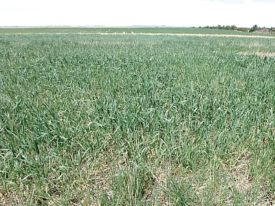 Winter rye and winter triticale cover crops in a water-limited (about 400 mm annual precipitation) experimental site near Sidney, NE (late spring 2018). Photo by Humberto Blanco.