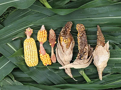 Ear abnormalities found in corn fields in recent years. Photo by Lana Johnson.