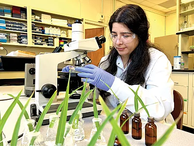 Dr. Nahid Jafarikouhini preparing leaves for observations of rate of stomata opening following leaf excision under water. Photo by Jennifer Howard, North Carolina State University.
