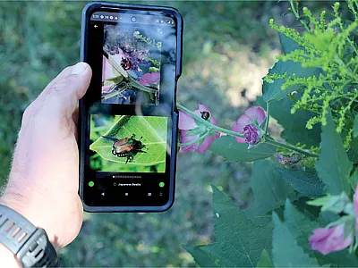 A Japanese beetle is identified using the iNaturalist app. Photo by Derek Rosenberger.