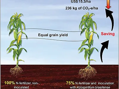 Inoculation with Azospirillum brasilense strains Ab-V5 and Ab-V6 replaces 25% of N fertilizer, providing economic and environmental benefits. Image courtesy of Mariangela Hungria.