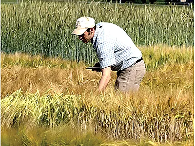 First author Travis Rooney collects maturity notes on winter malting barley at Cornell in Ithaca, NY. Photo by Madeline Rooney.