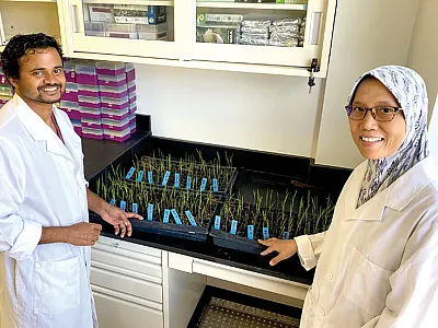 Dr. Endang Septiningsih (right) and postdoctoral research associate Dr. Sudip Biswas work on gene editing in rice in the Crop Genome Editing Lab at Texas A&M University.