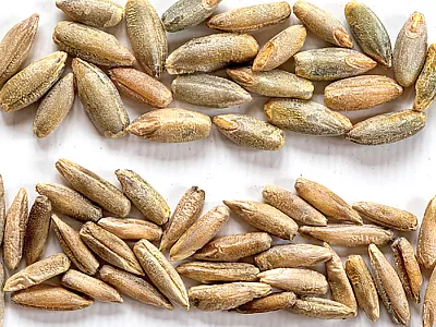 Winter rye seeds can vary significantly in size, making density-based seeding rate recommendations a good option. Photo courtesy of Natalie Lounsbury.