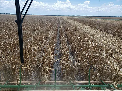 Corn plants at harvest time. Photo by Chad Hajda.