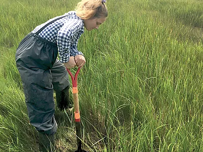 University of Rhode Island undergraduate student Morgana Agin samples tidal marsh soils for carbon accounting purposes. Photo by Mark Stolt.