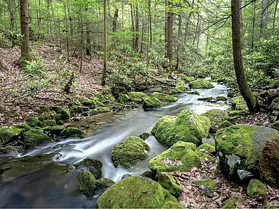 In Bear Run, a stream in western Pennsylvania, salinity is declining thanks in part to improving air quality. Photo by Ryan Utz.