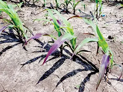 Early-season phosphorus deficiency on corn at the V3 growth stage  in southwestern Minnesota. Photo by University of Minnesota Ex- tension Nutrient Management.