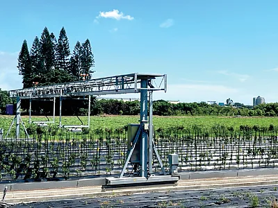 Collecting automated phenotyping data on pepper plants during the hot season in Shanhua, Taiwan. Photo by Roland Schafleitner.