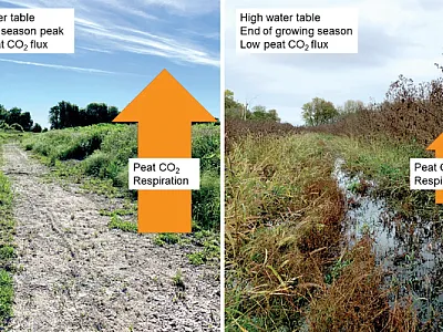 A water diversion constructed during the restoration of Minneso- ta’s Cold Spring fen, the study site, is depicted at different points in  the growing season. Peat carbon dioxide emissions are high when it is dry and low when it is wetted. Photo by Anu Wille.