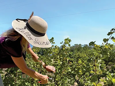 Opposite page: Sunny Green, biological sci- ence technician, prunes currants at the NPGS  Corvallis, OR location. Photo by G. Volk.