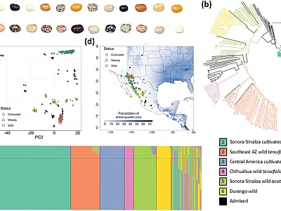 Researchers evaluated phenotypic and genetic diversity in more than 400 tepary bean accessions. Image by Nolan Bornowski, Timothy Porch, and C. Robin Buell.