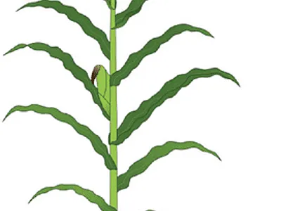 Illustration of a corn plant with fully developed leaves at the end of the vegetative phase. Image by Olivia Pavlak.
