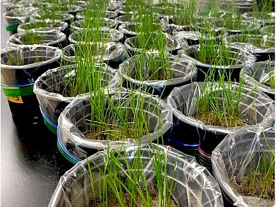 Perennial ryegrass planted to evaluate the effects of DWTRs on up- take of PFAS in soils amended with the relevant rate of biosolids for  mine reclamation. Photo by Emma Broadbent.
