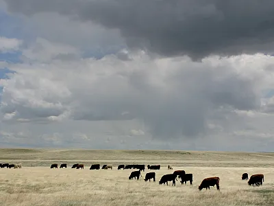 Cattle grazing on the plains near the USDA-ARS High Plains Grasslands Research Station in Cheyenne, WY. Photo by David Augustine, USDA-ARS.